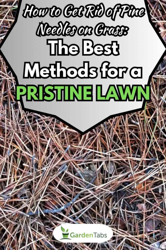 Pine needles on the ground, How to Get Rid of Pine Needles on Grass: The Best Methods for a Pristine Lawn