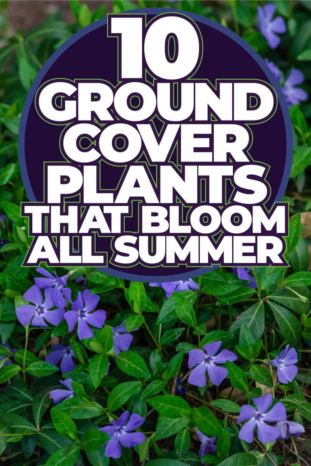 10 Ground Cover Plants That Bloom All Summer - 1600X900
