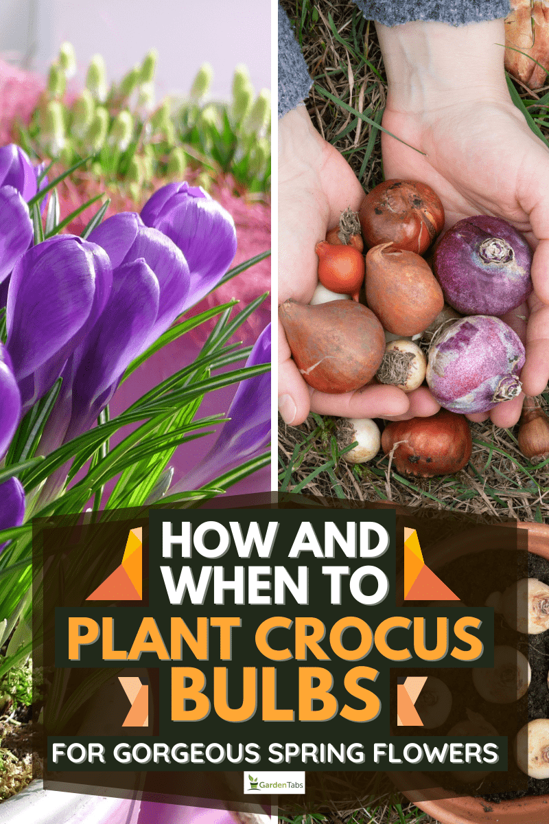flower bulbs on the table, How and When to Plant Crocus Bulbs for Gorgeous Spring Flowers