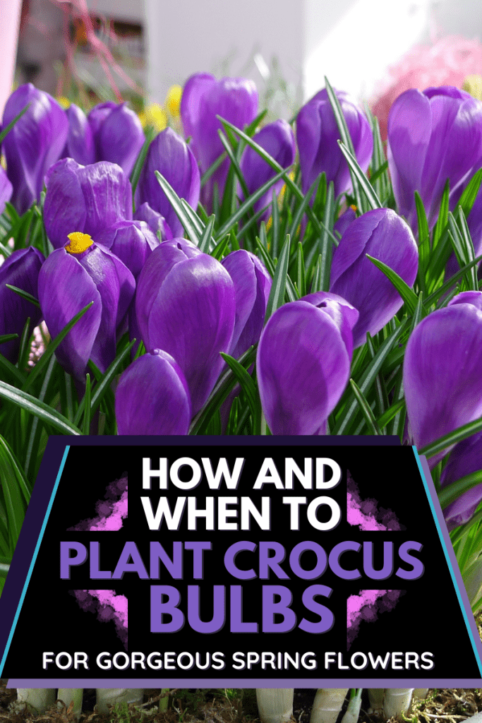 How and When to Plant Crocus Bulbs for Gorgeous Spring Flowers