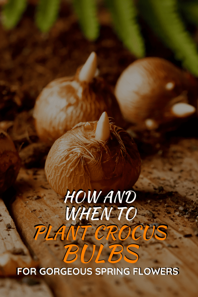 How and When to Plant Crocus Bulbs for Gorgeous Spring Flowers