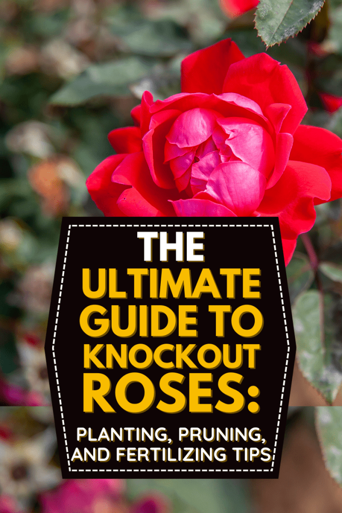 The Ultimate Guide to Knockout Roses: Planting, Pruning, and Fertilizing Tips