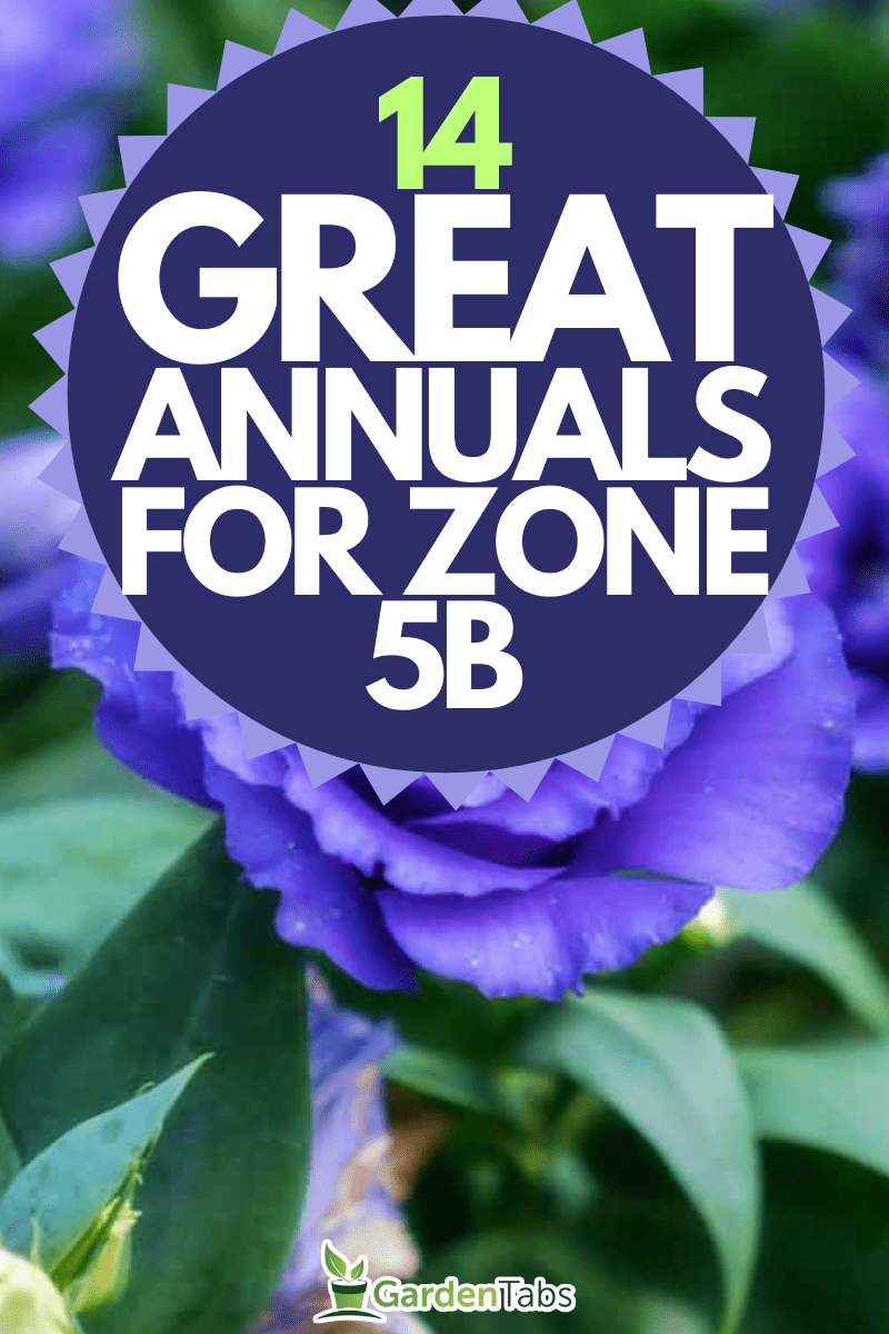Violet Lisianthus flower in a garden, 14 Great Annuals for Zone 5B