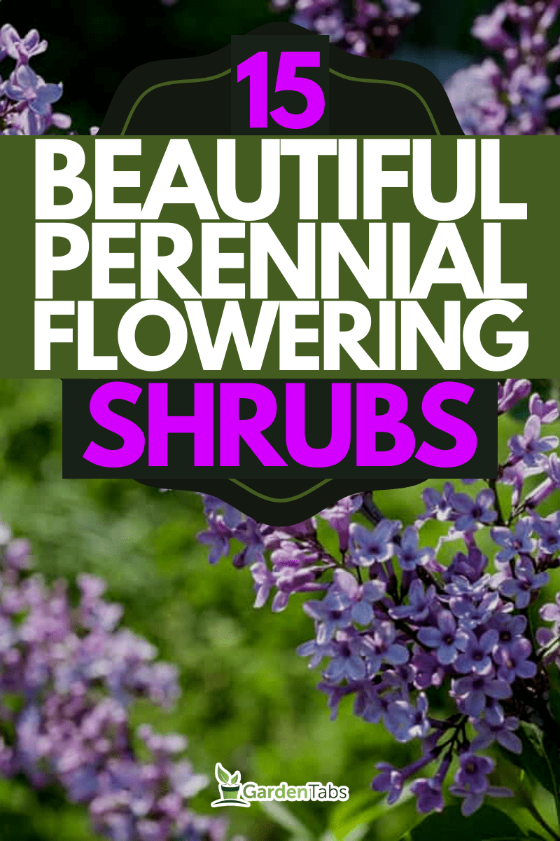 15 Beautiful Perennial Flowering Shrubs