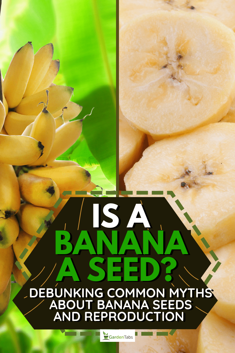 Is A Banana A Seed? Debunking Common Myths About Banana Seeds And Reproduction, Banana tree with bunch of growing ripe yellow bananas, plantation rain-forest background