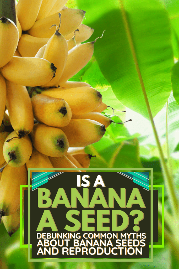 Is A Banana A Seed? Debunking Common Myths About Banana Seeds And Reproduction