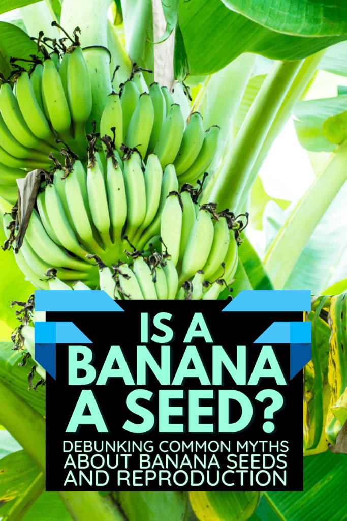 Is A Banana A Seed? Debunking Common Myths About Banana Seeds And Reproduction