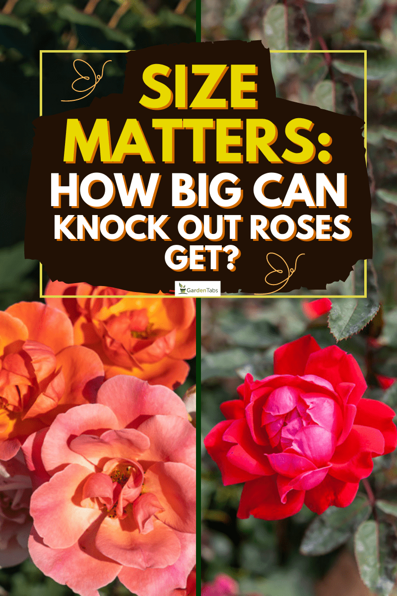 ' Coral Knock Out ' Rose flowers in field, Ontario, Canada., Size Matters: How Big Can Knock Out Roses Get?