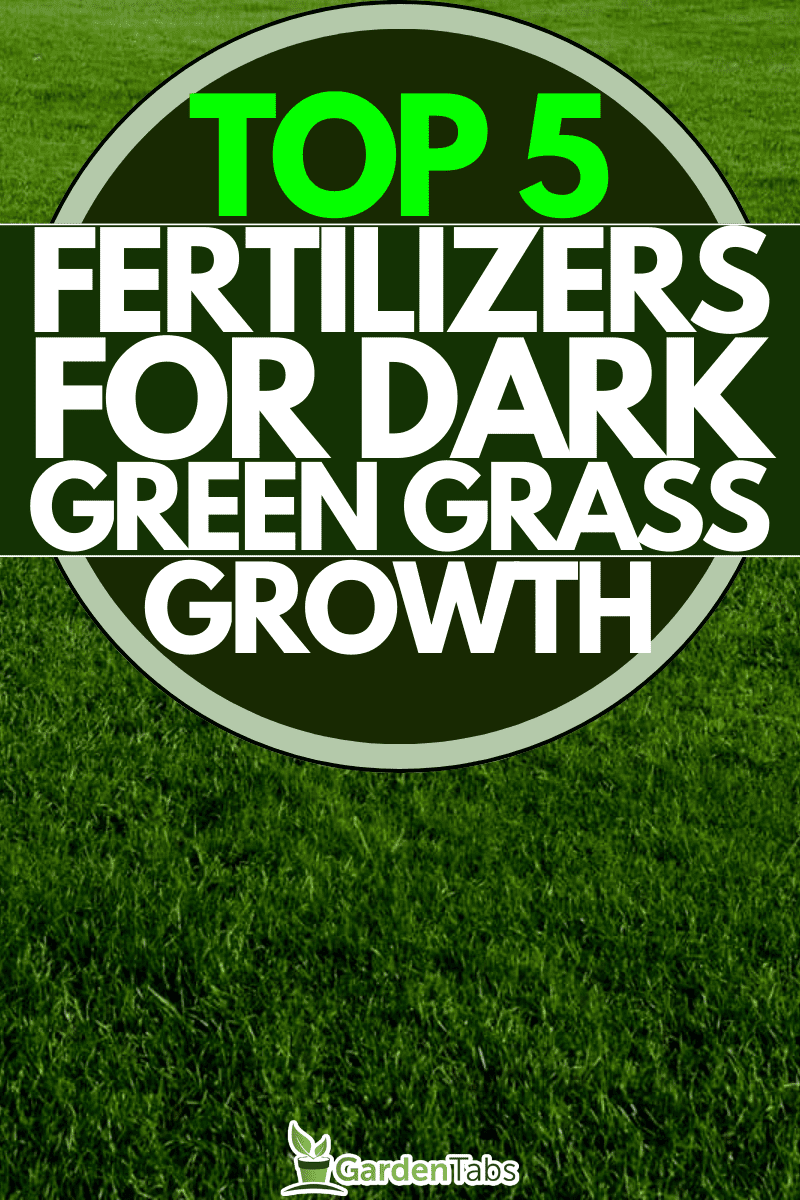 Green grass field , 5 Best Fertilizers To Get Dark Green Grass Growing