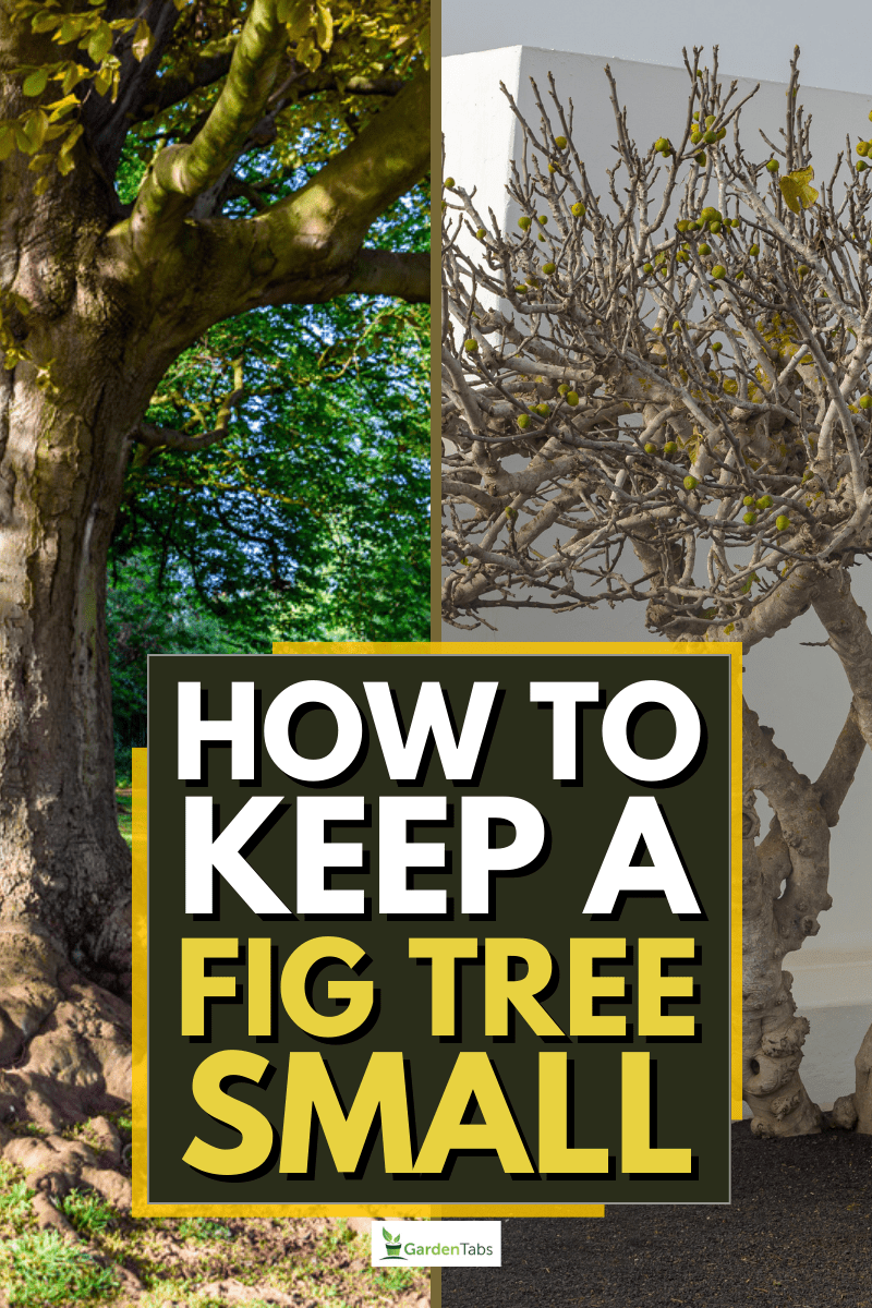  A collage of fig trees, pin, How To Keep A Fig Tree Small