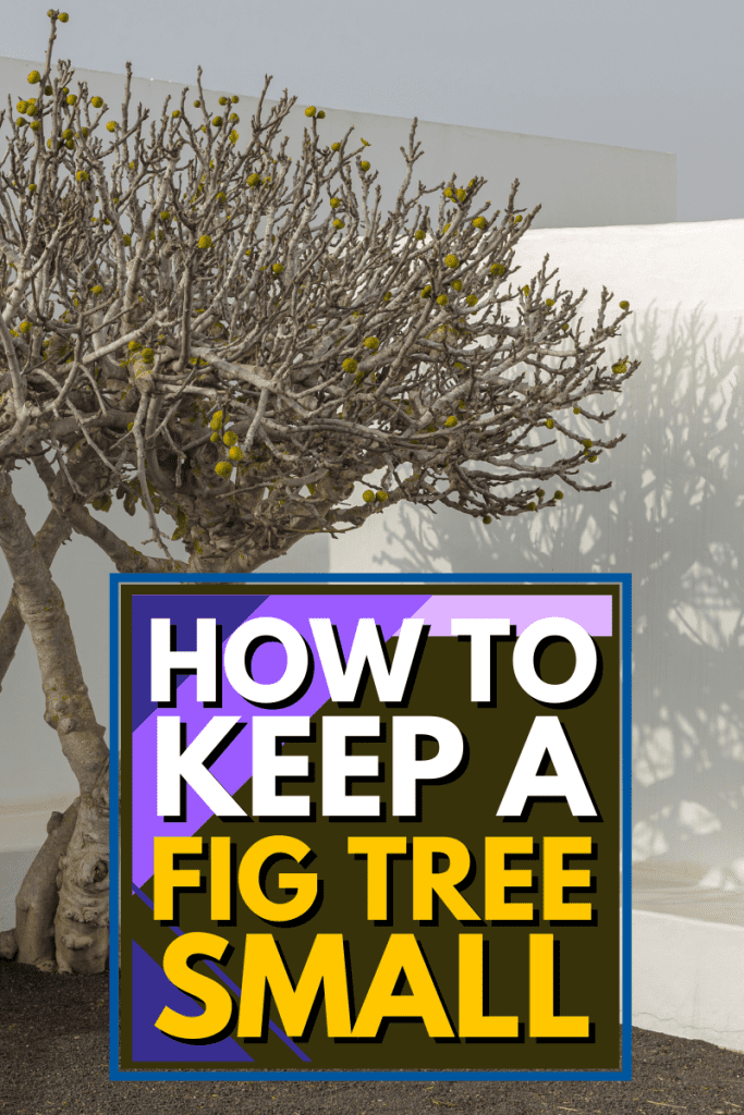 How To Keep A Fig Tree Small