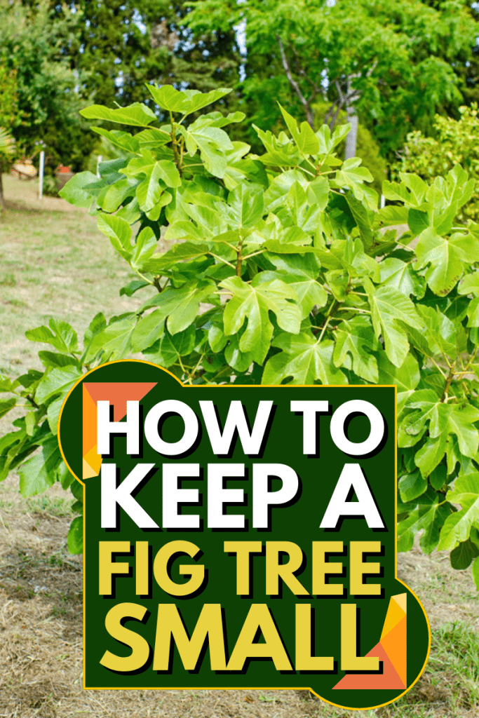 How To Keep A Fig Tree Small, The fig tree. small tree that will soon bear fruit in a garden for own consumption (Ficus carica)
