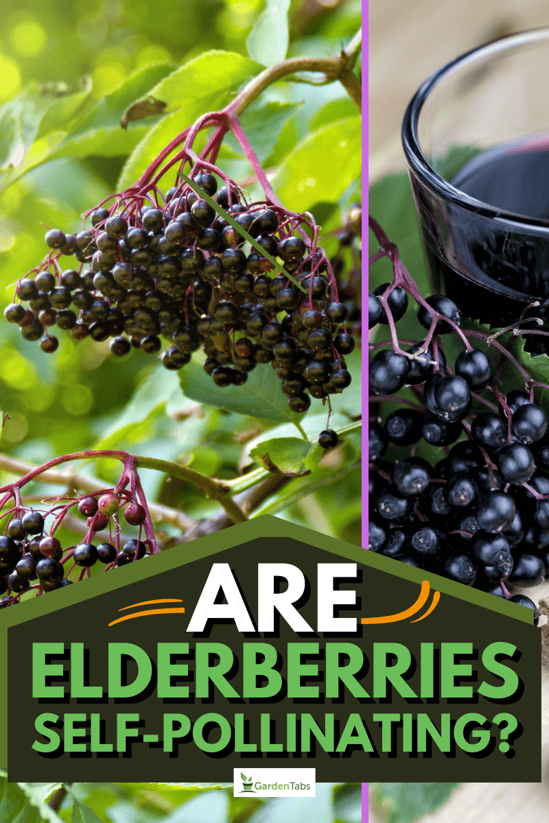 Are Elderberries Self-pollinating?, Fresh ripe black elderberries, elderberry syrup and leaves of elderberry on rustic wooden boards background. Alternative medicine and lifestyle.
