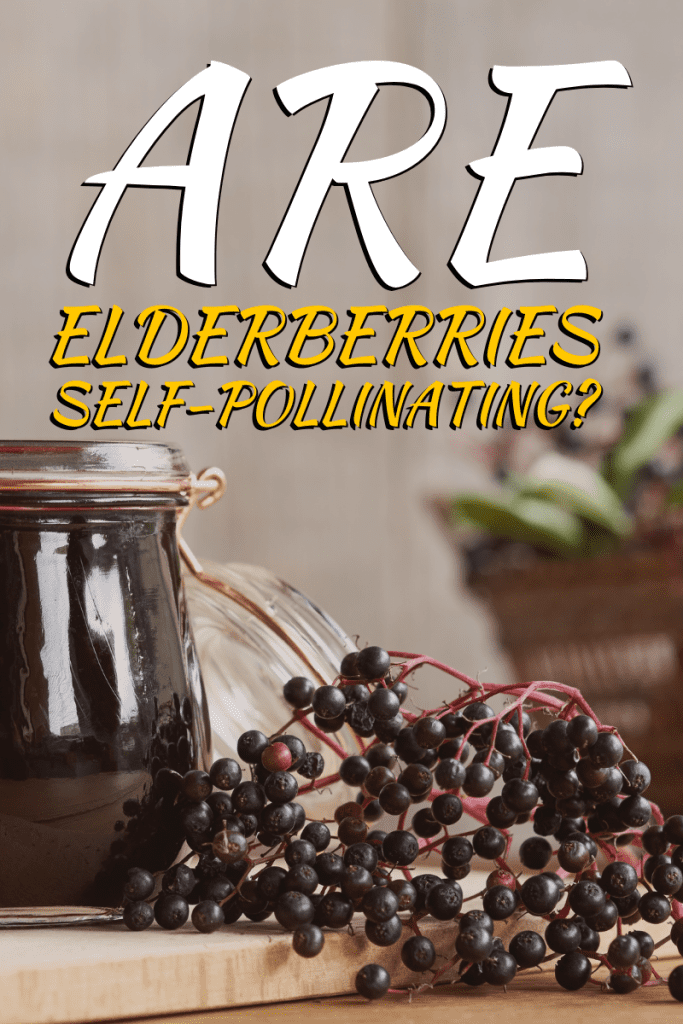 Are Elderberries Self-pollinating?