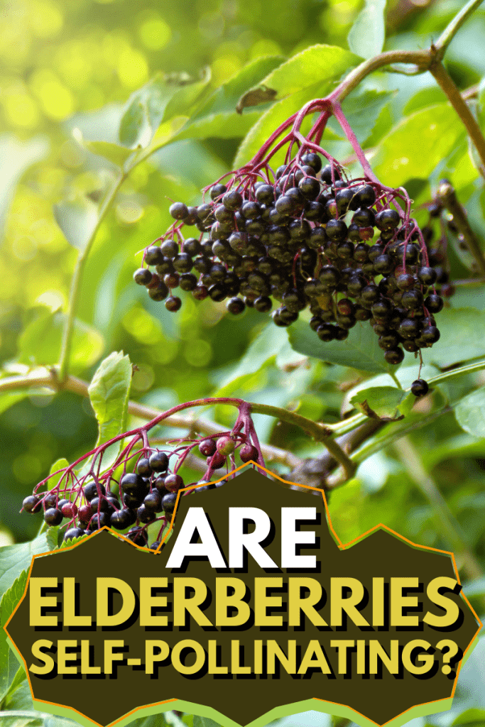 Are Elderberries Self-pollinating?