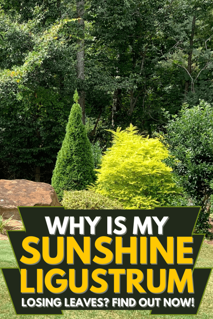 Why Is My Sunshine Ligustrum Losing Leaves? Find Out Now!