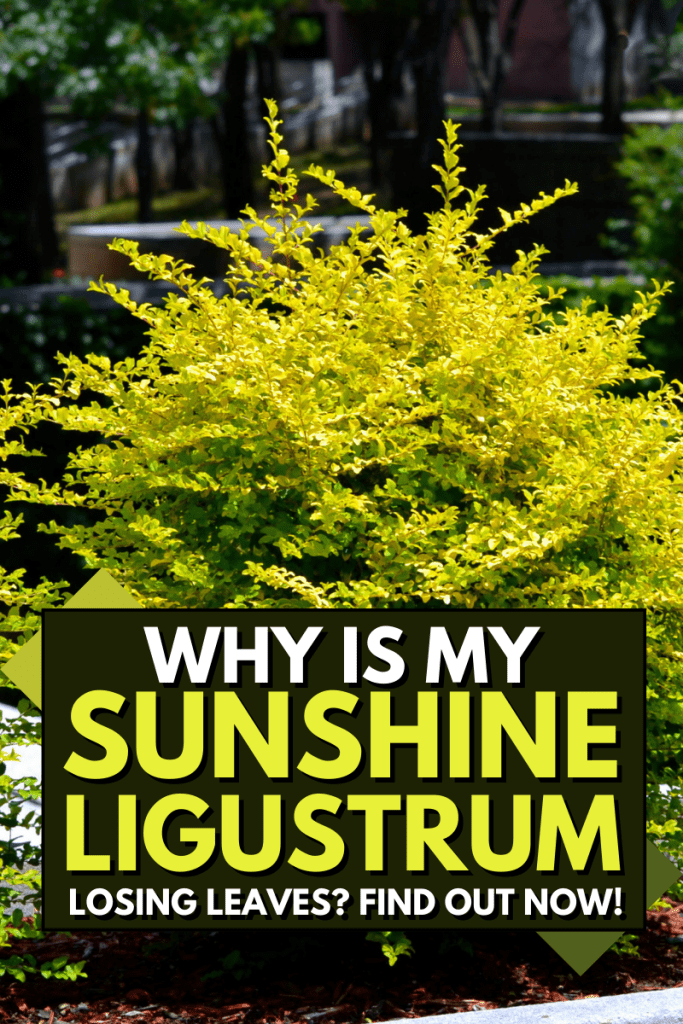 Why Is My Sunshine Ligustrum Losing Leaves? Find Out Now!