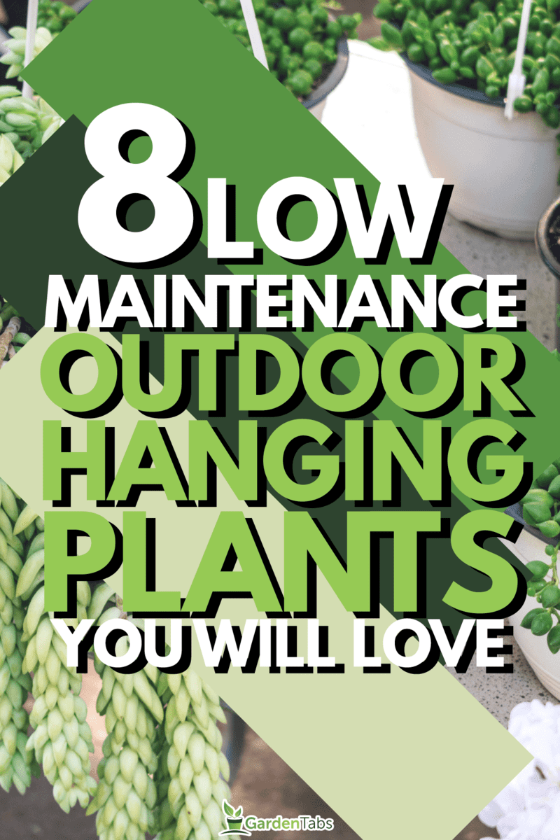 8-Low-Maintenance-Outdoor-Hanging-Plants-You-Will-Love1