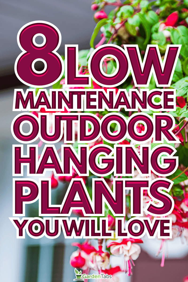 8-Low-Maintenance-Outdoor-Hanging-Plants-You-Will-Love2