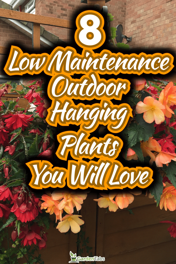 8-Low-Maintenance-Outdoor-Hanging-Plants-You-Will-Love4