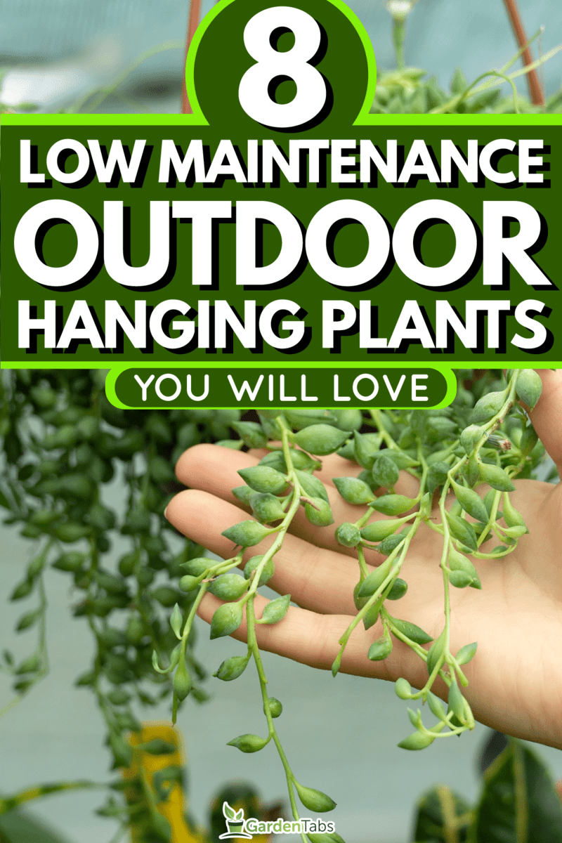 8-Low-Maintenance-Outdoor-Hanging-Plants-You-Will-Love5