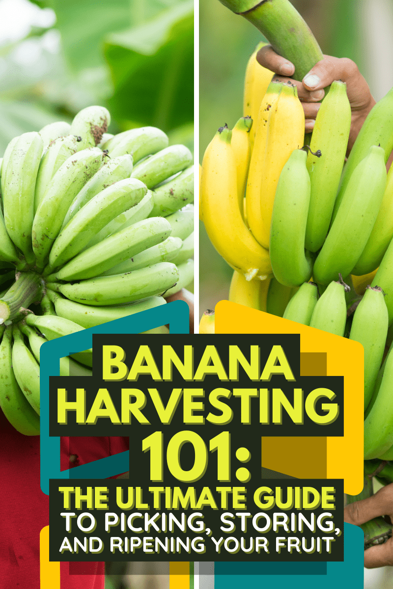 Banana Harvesting 101: The Ultimate Guide to Picking, Storing, and Ripening Your Fruit