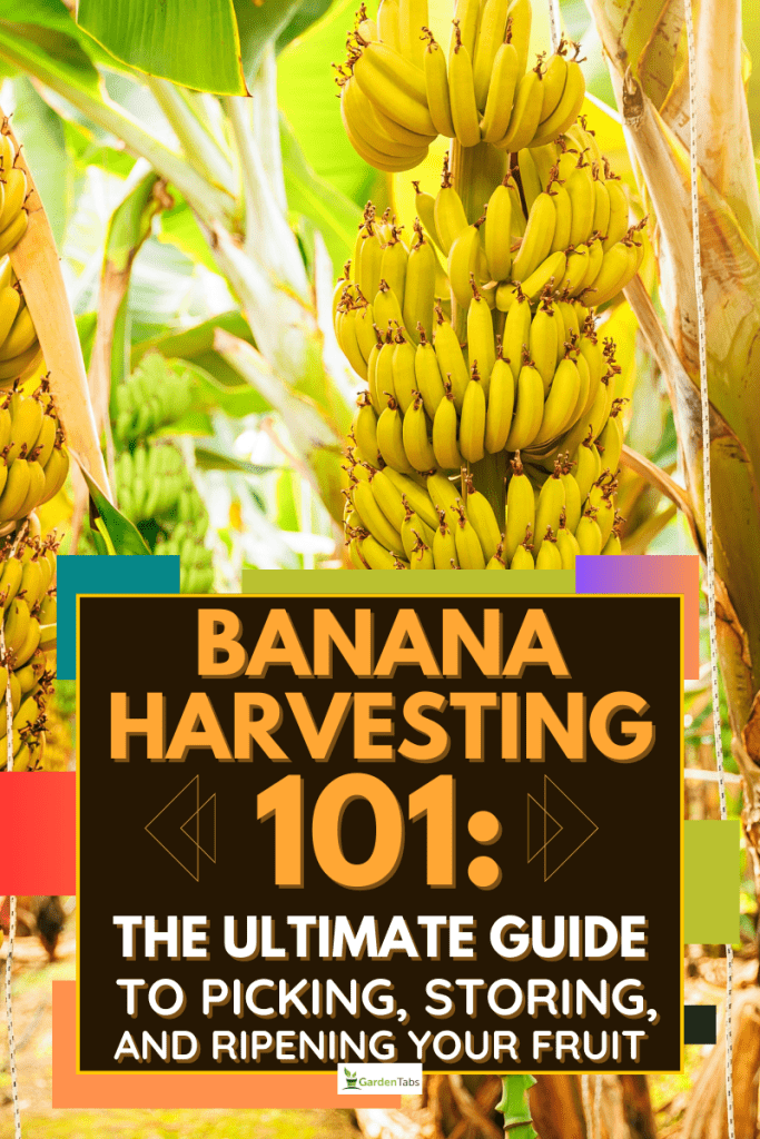 Banana Harvesting 101: A bunch of banana, The Ultimate Guide to Picking, Storing, and Ripening Your Fruit