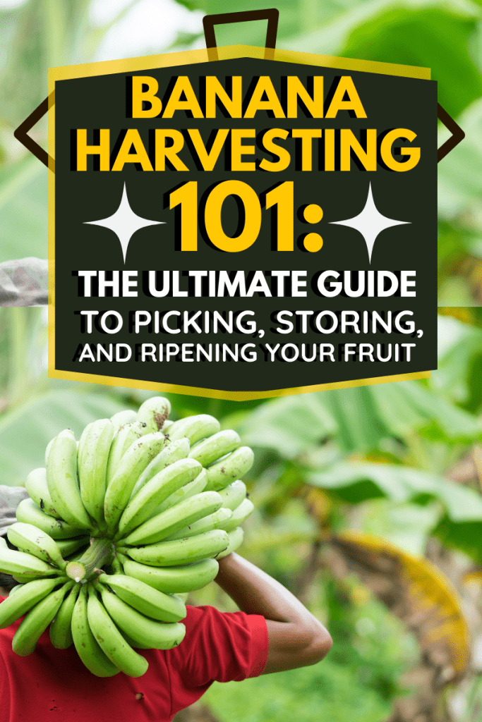 Banana Harvesting 101: The Ultimate Guide to Picking, Storing, and Ripening Your Fruit