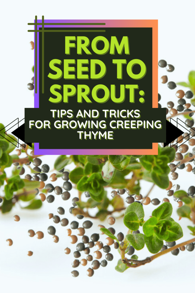 From Seed to Sprout: Tips and Tricks for Growing Creeping Thyme