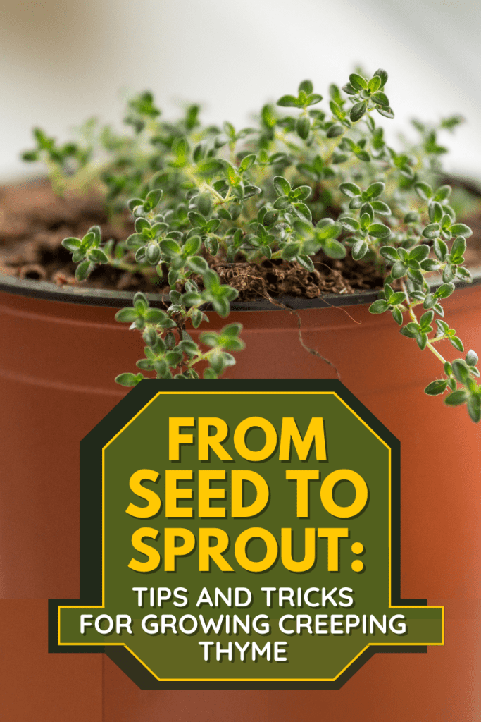 From Seed to Sprout: Tips and Tricks for Growing Creeping Thyme
