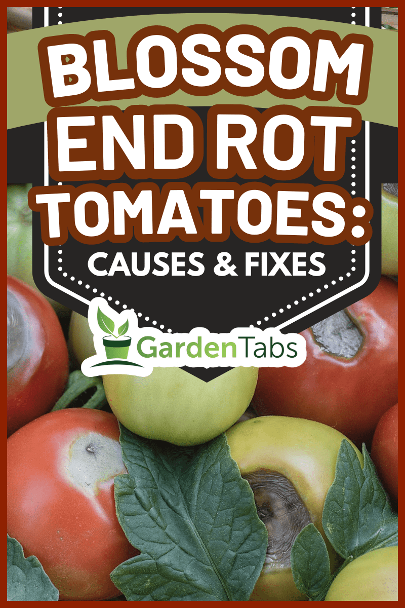 A basket showing tomatoes blossom end rot. - Blossom End Rot Tomatoes: Causes & Fixes