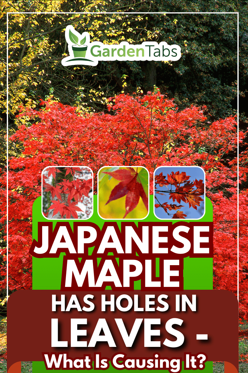 A beautiful Japanese red maple tree on a sunny autumn day. - Japanese Maple Has Holes In Leaves - What Is Causing It?