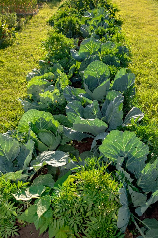 A bed of joint planting in the garden cabbage, marigold, beans, Mittleider farming