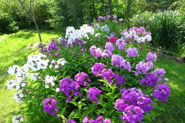 A flowerbed with Garden phlox (Phlox paniculata) in July. - Creeping Phlox From Seeds: Detailed Guide For Beginners