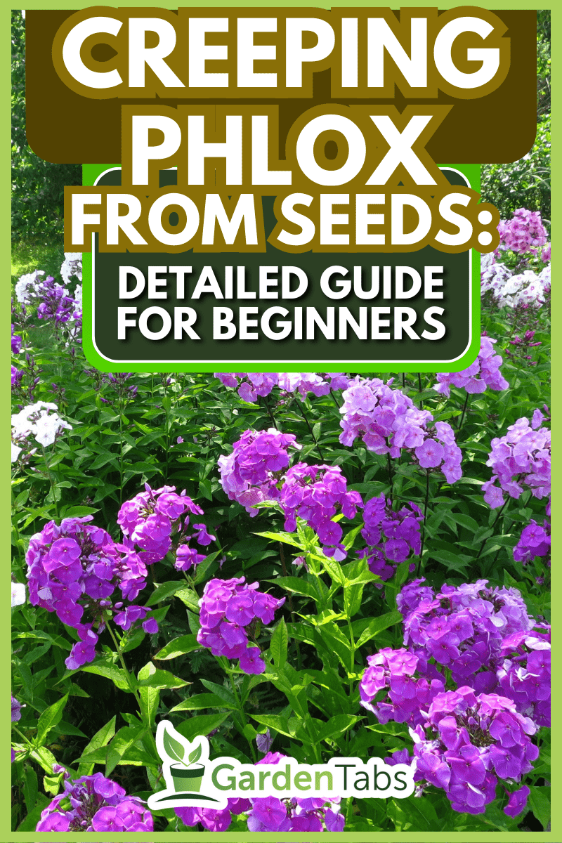 A flowerbed with Garden phlox (Phlox paniculata) in July. - Creeping Phlox From Seeds: Detailed Guide For Beginners