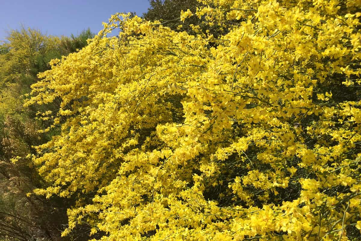 A large Palo Verde tree is full of its yellow blossom flowers in the spring in Arizona in the Sonoran Desert