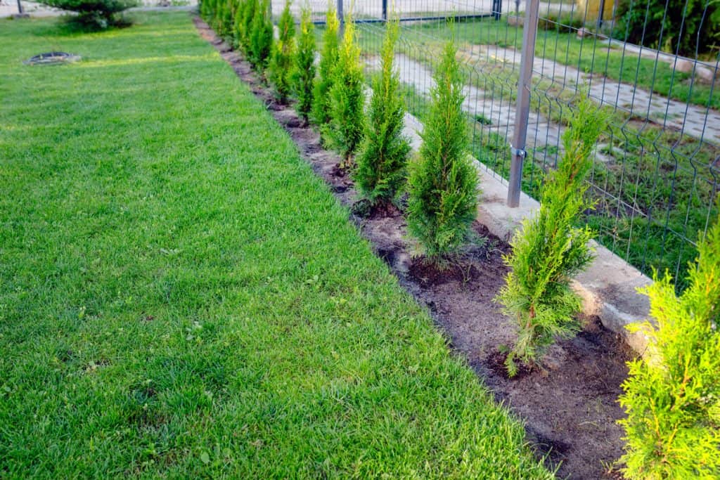 A long line of arborvitaes planted near the property line