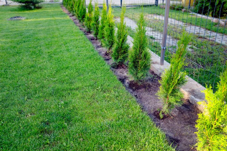 A long line of arborvitaes planted near the property line, How To Get Arborvitae To Fill In: Tips And Techniques For A Full, Lush Hedge