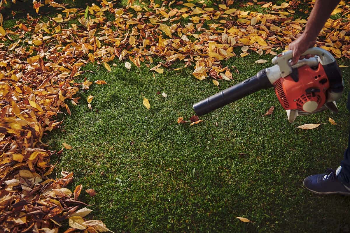 A man working with a leaf blower sweeps the leaves off a green lawn