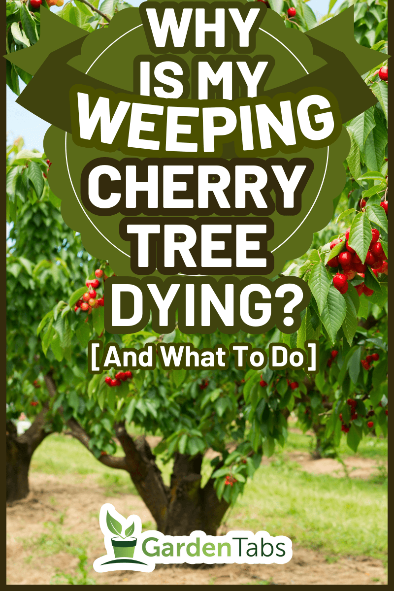A photo of beautiful cherry trees with cherries in orchard. - Why Is My Weeping Cherry Tree Dying? [And What To Do]
