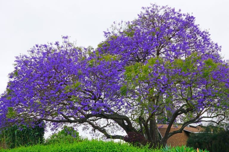 A purple tropical Jacaranda tree (Jacaranda mimosifolia), The Art Of Keeping A Jacaranda Tree Small: Tips And Tricks