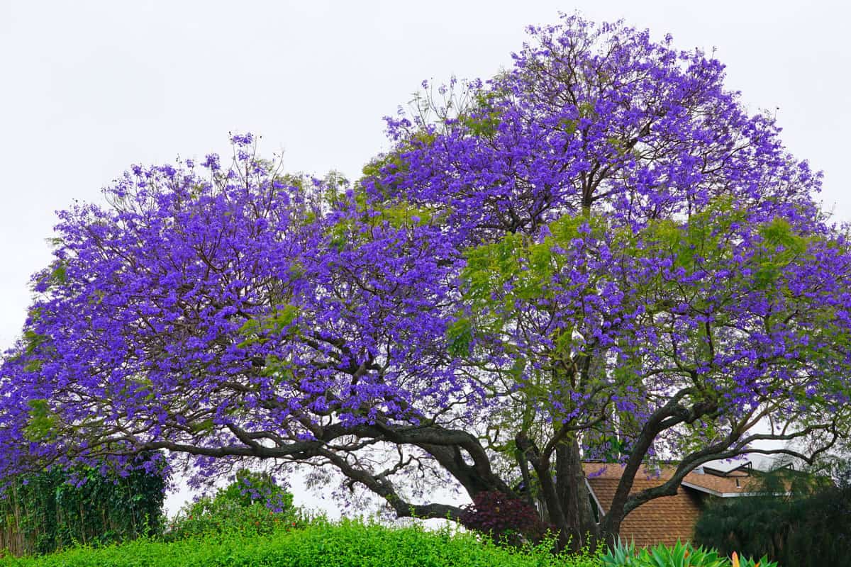 A purple tropical Jacaranda tree (Jacaranda mimosifolia)
