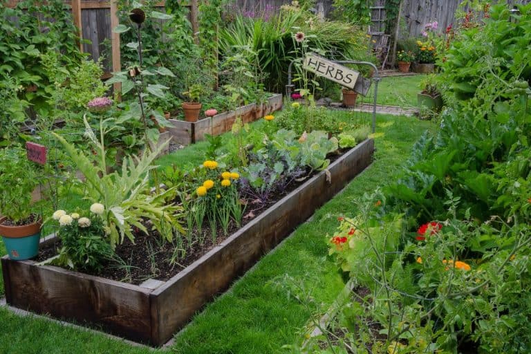 A raised bed filled with herbs and vegetables is nestled in the center of two other narrow gardens. A rustic, delightful sign adds an artistic accent. - 23 Vegetables That Have Shallow Roots