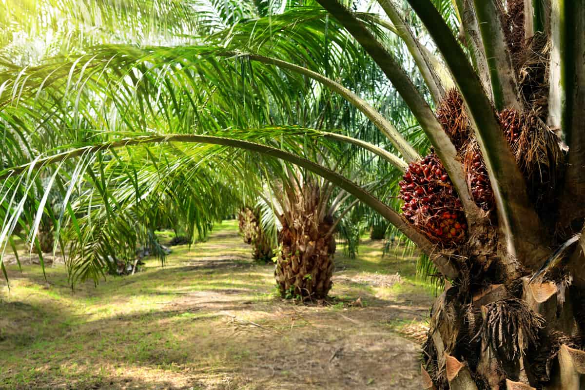A small plantation of palm trees
