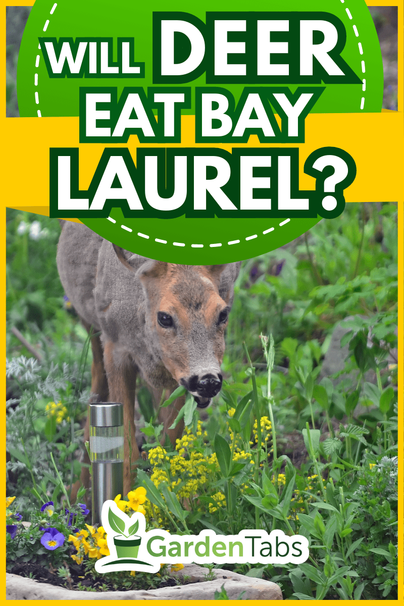 A wild female roe deer eating flowers in a garden. - Will Deer Eat Bay Laurel?