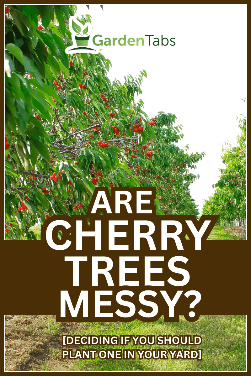 An orchard of cherry trees in Westfield, New York. - Are Cherry Trees Messy? [Deciding If You Should Plant One In Your Yard]