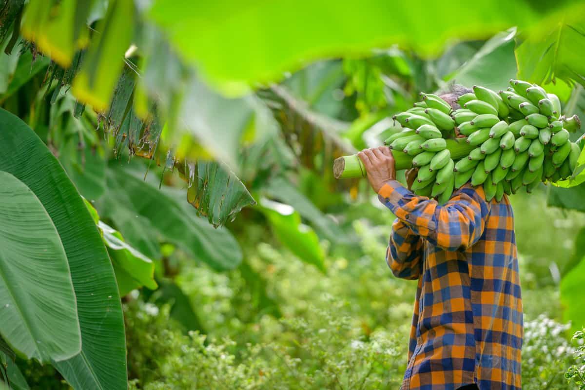 Asian elderly male farmer smiling happily holding unripe bananas and harvesting crops in the banana plantation