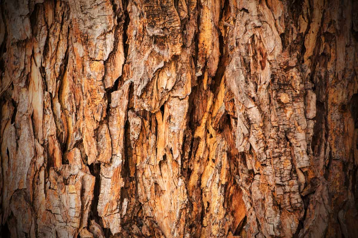 Bark tree close up shot