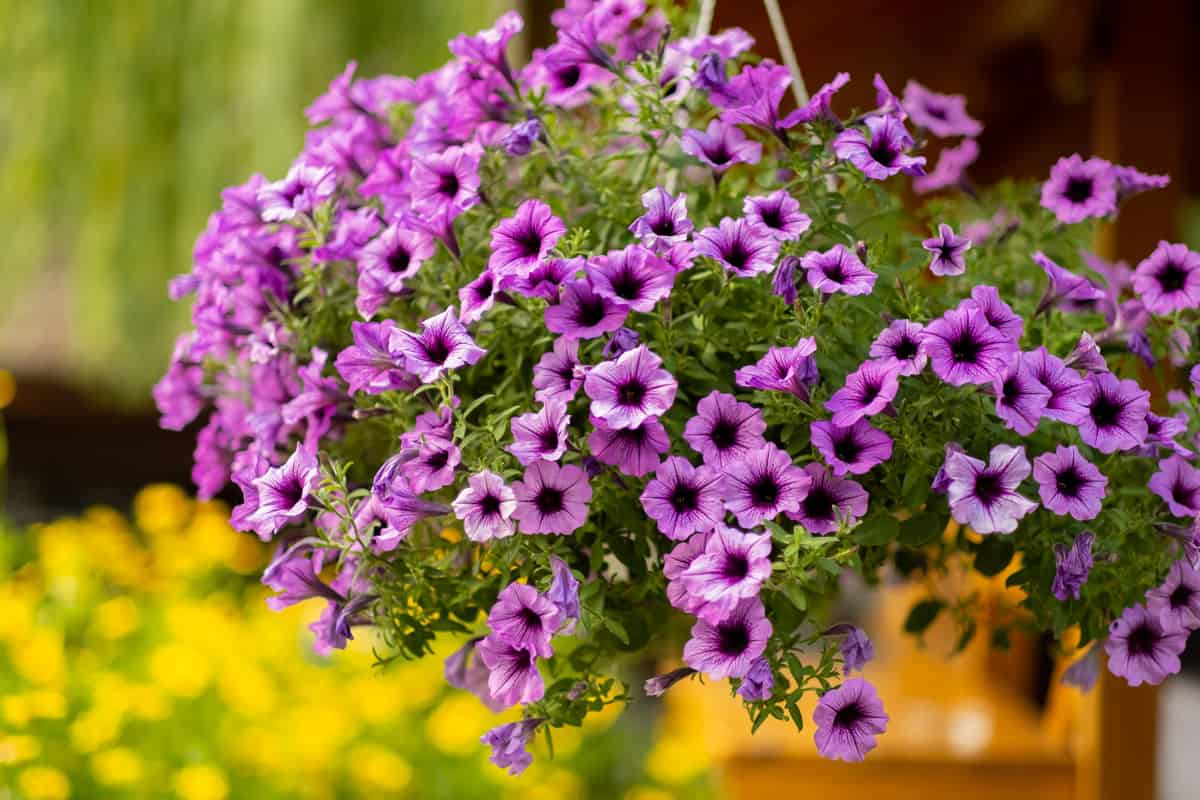 Baskets of hanging petunia flowers on balcony. Petunia flower in ornamental plant