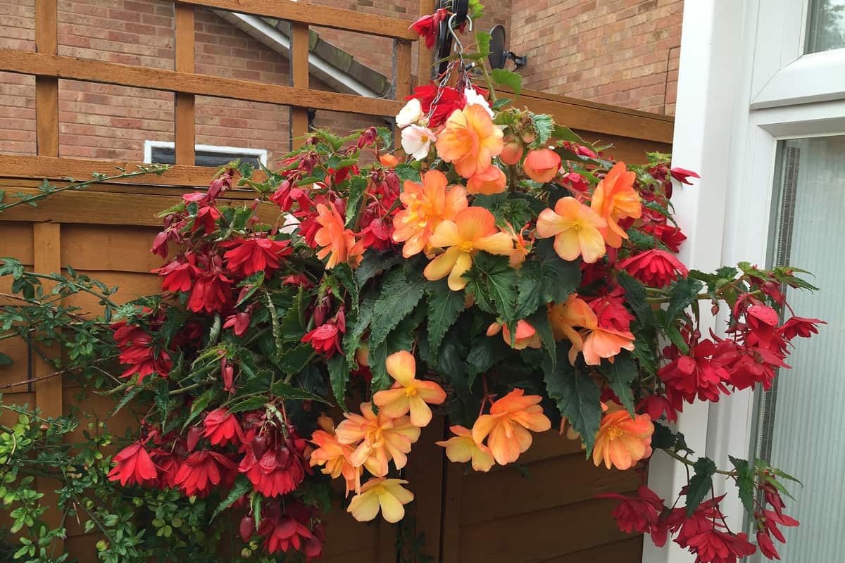 Beautiful Begonia flowers in a hanging basket against brick wall
